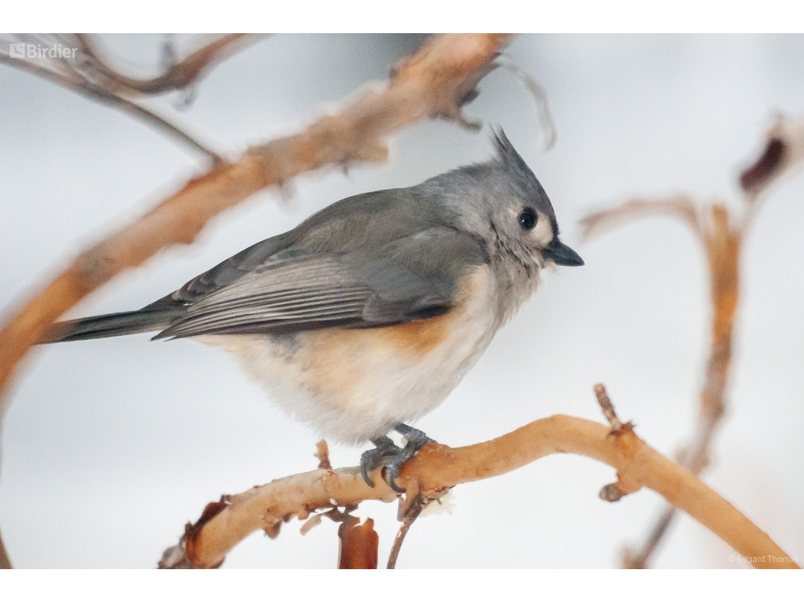 Baeolophus bicolor