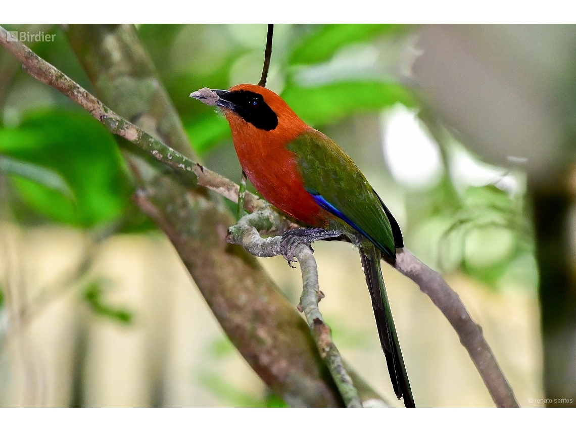 Baryphthengus martii