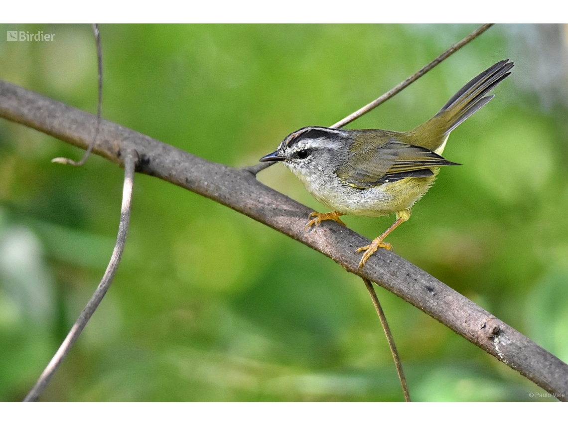 Basileuterus culicivorus