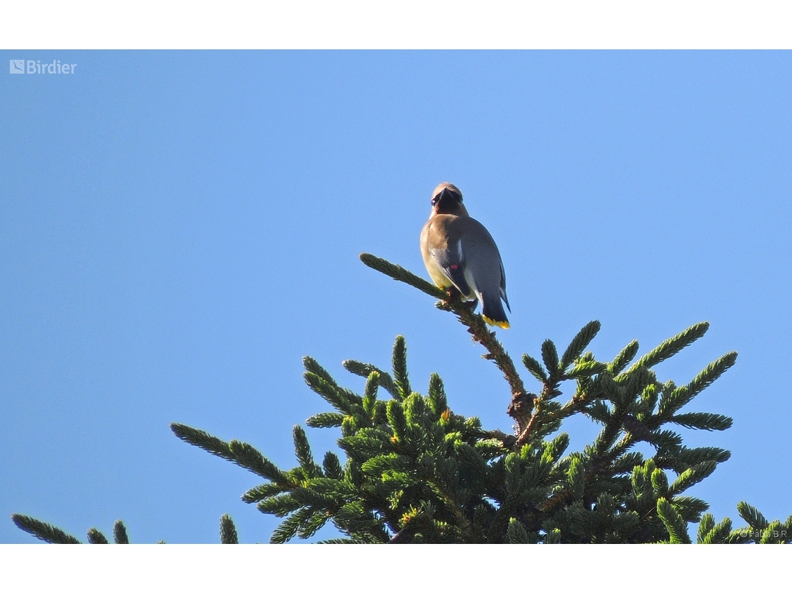 Bombycilla cedrorum