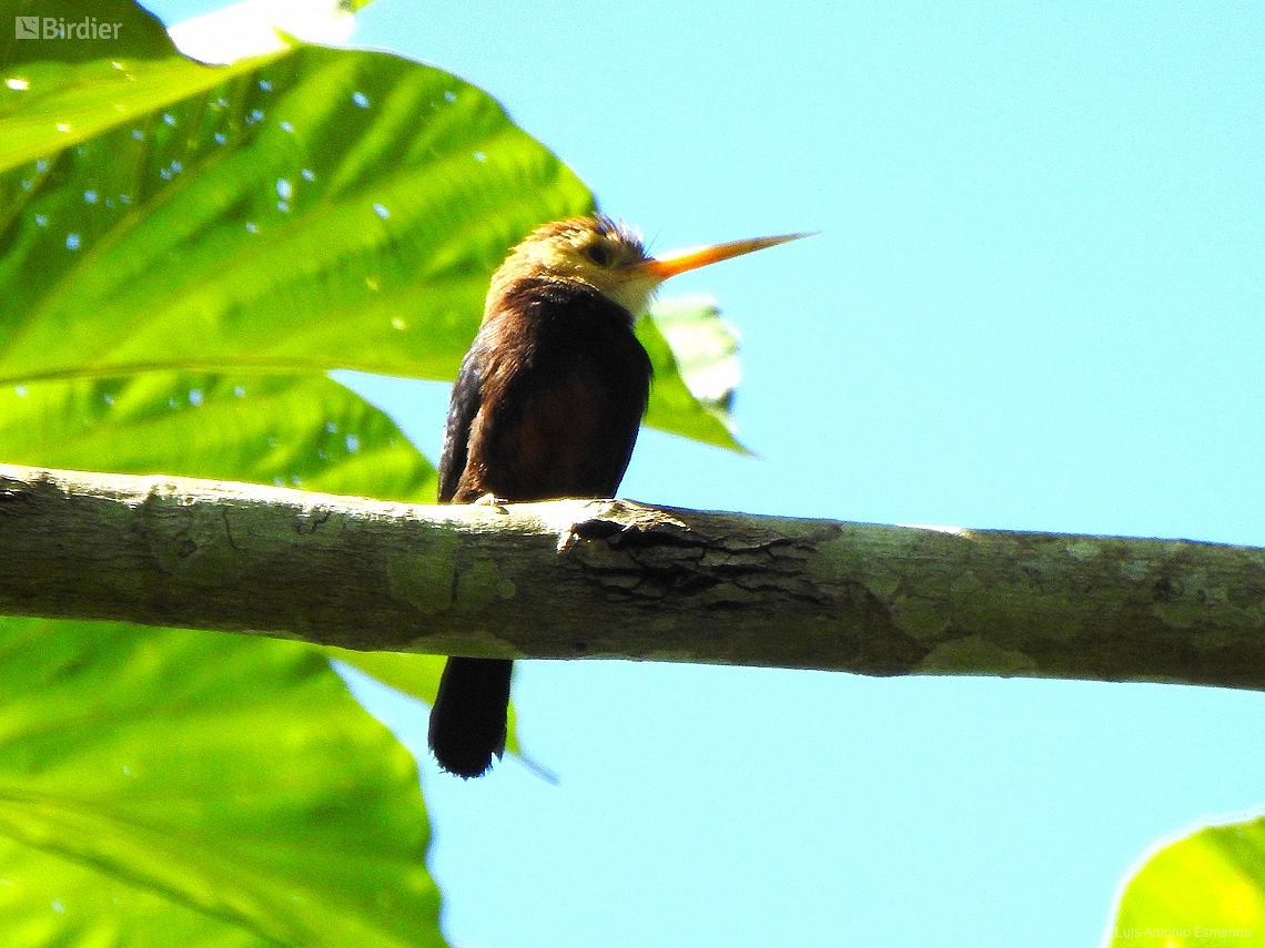 Brachygalba albogularis