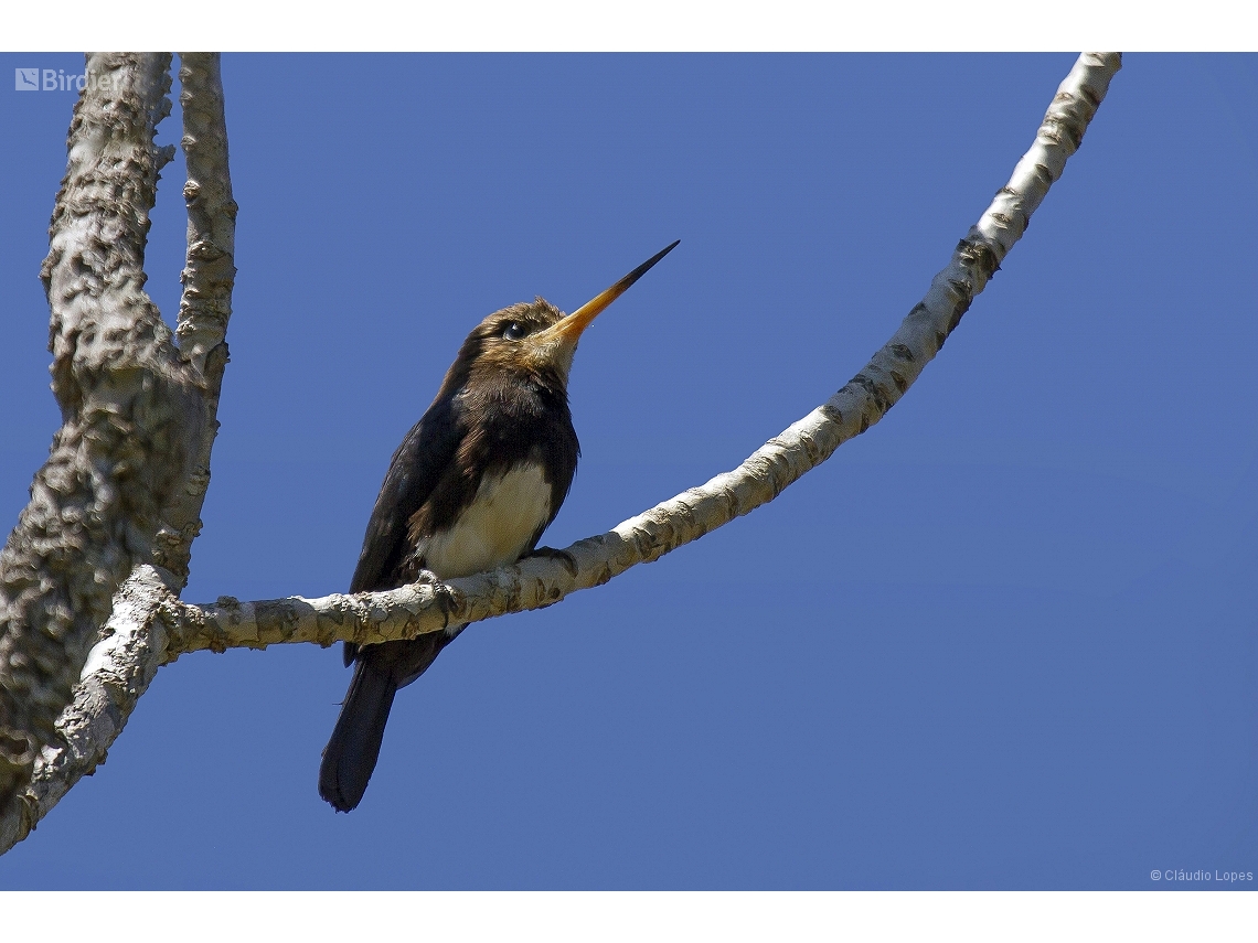 Brachygalba lugubris