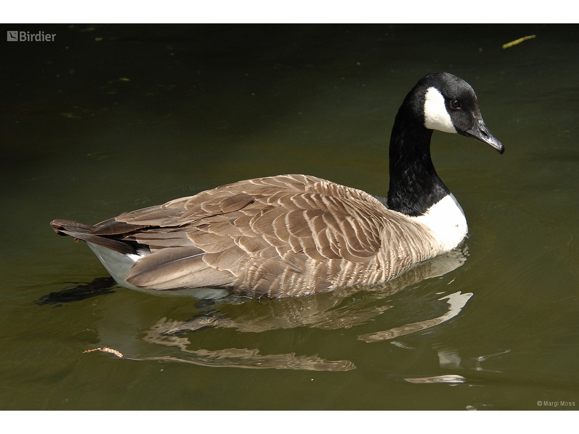 Branta canadensis