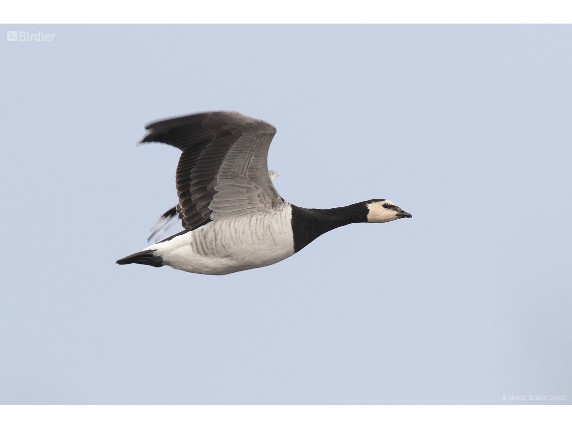 Branta leucopsis