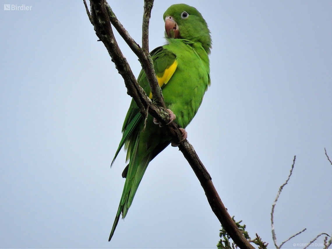 Brotogeris chiriri