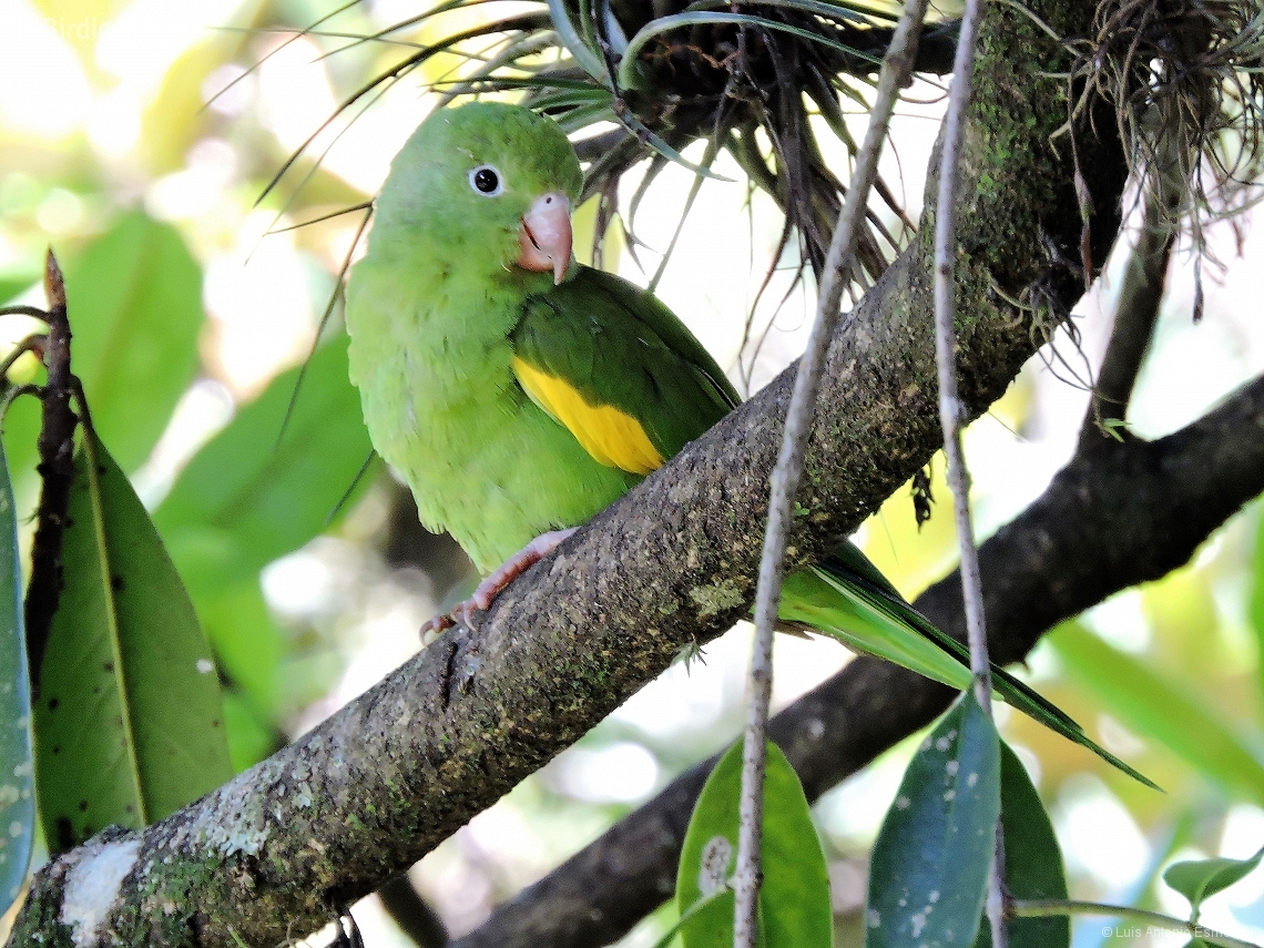 Brotogeris chiriri
