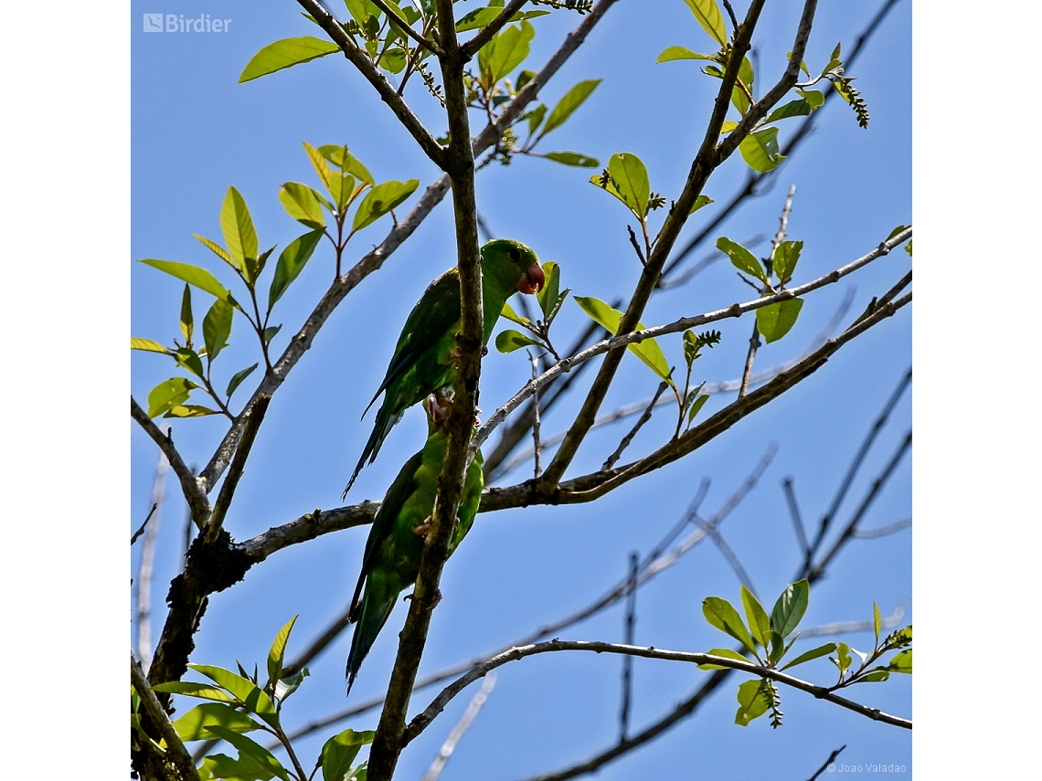 Brotogeris tirica
