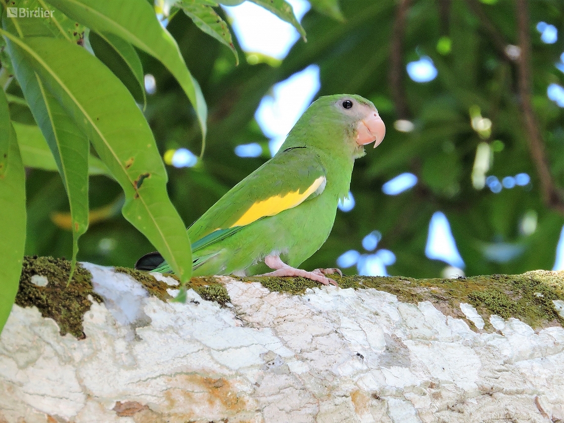 Brotogeris versicolurus