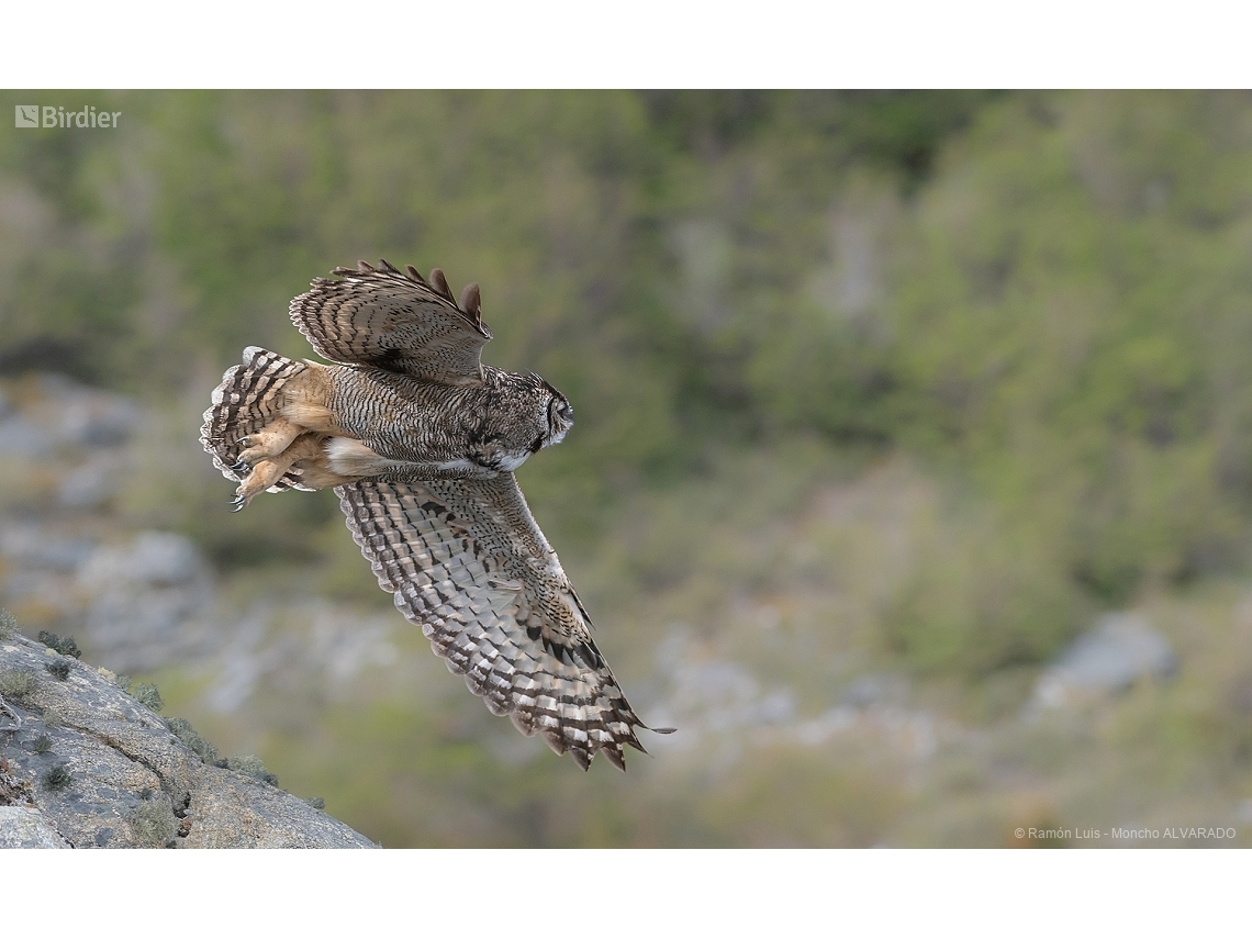 Bubo magellanicus