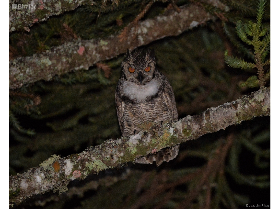 Bubo virginianus