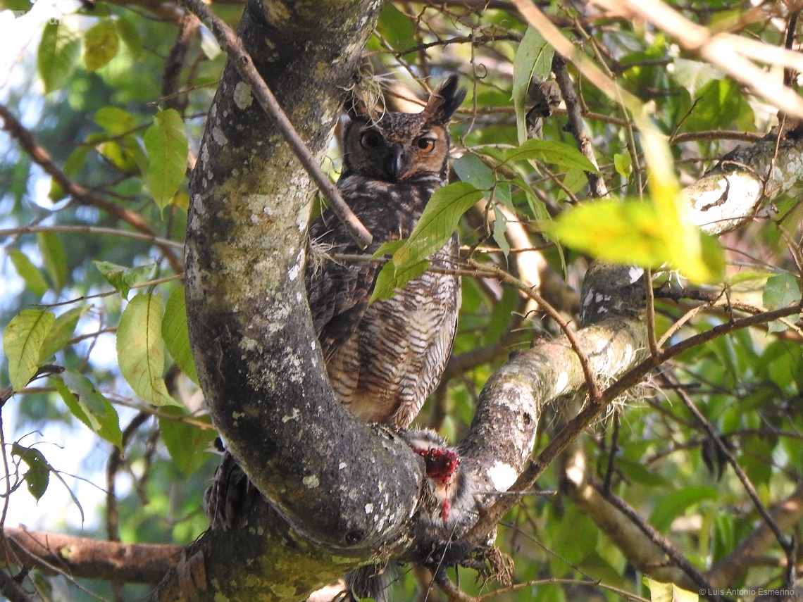 Bubo virginianus