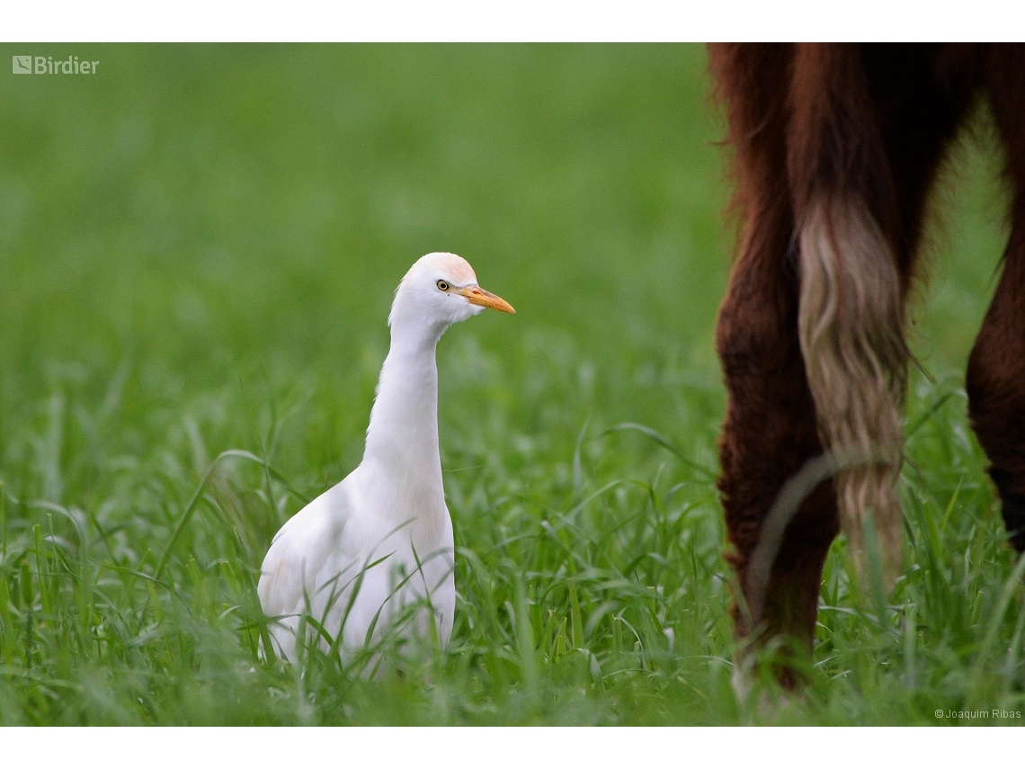 Ardea ibis