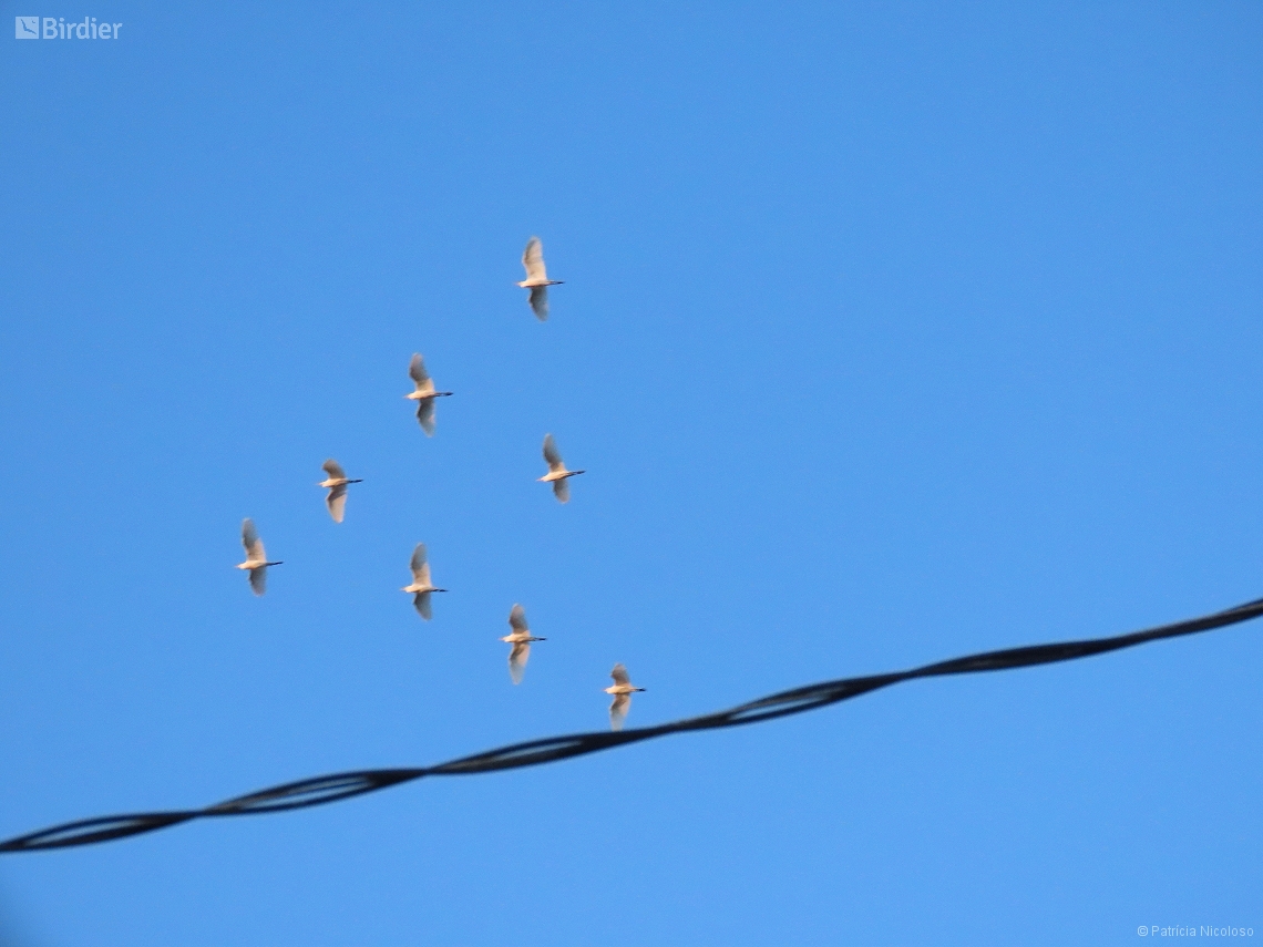 Ardea ibis