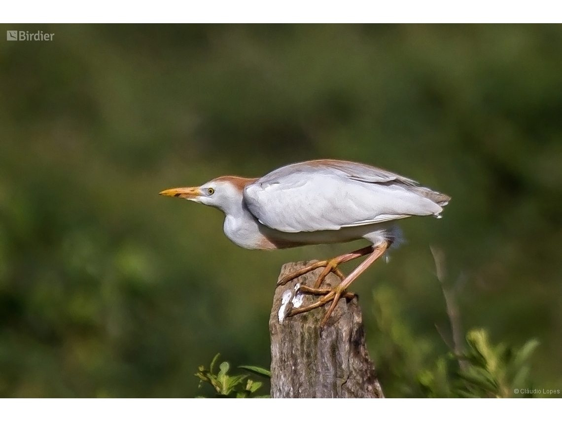 Ardea ibis