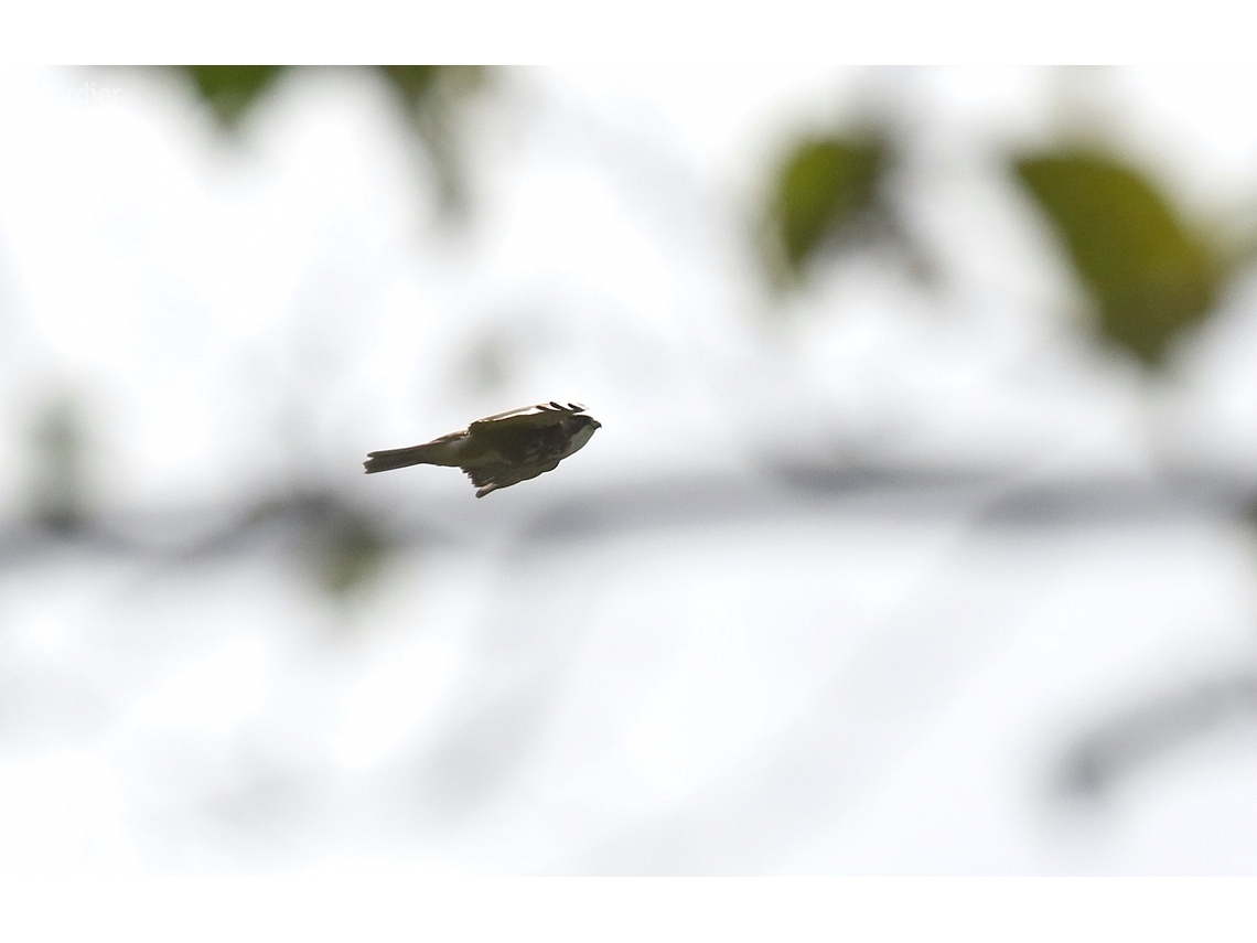 Buteo albigula