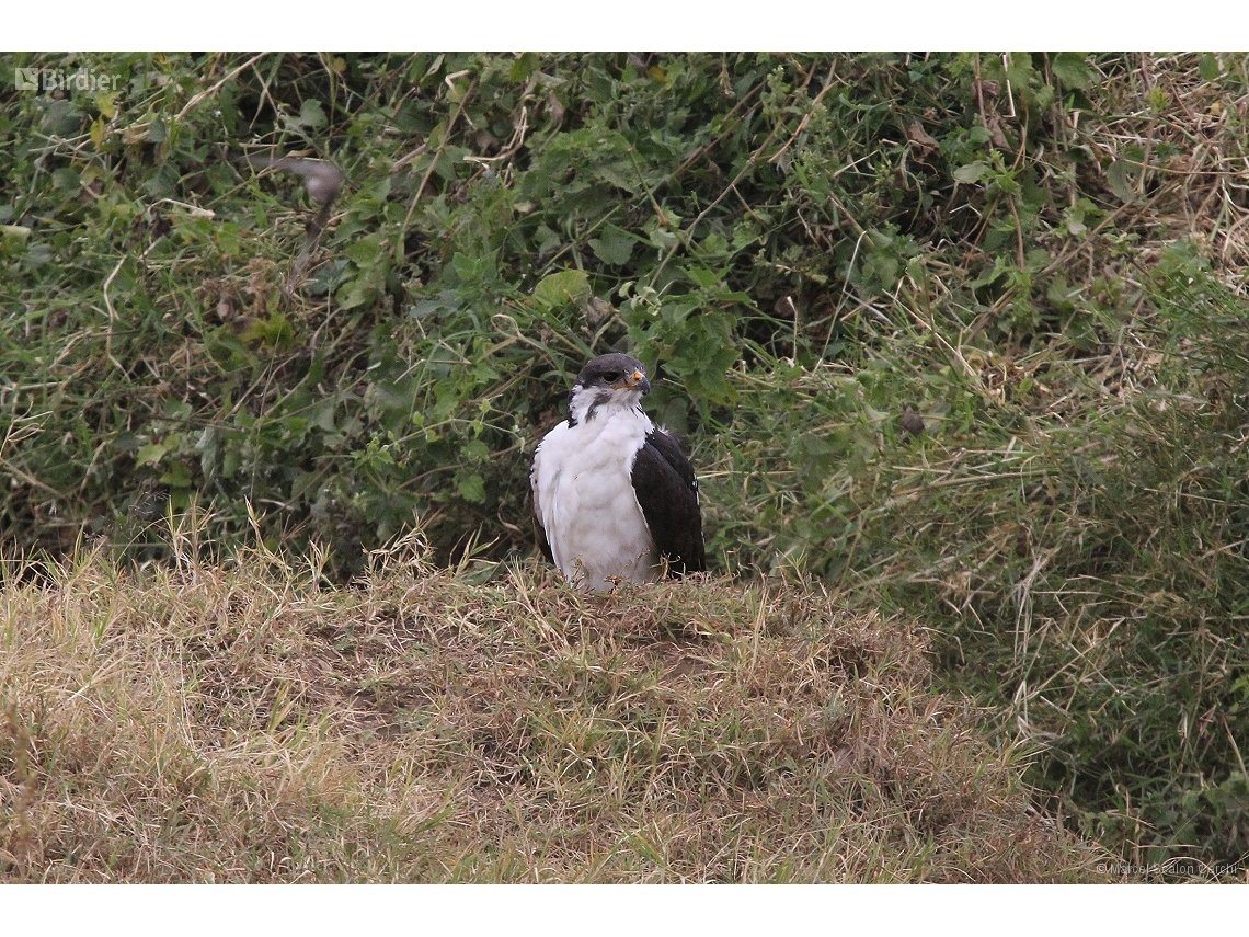 Buteo augur