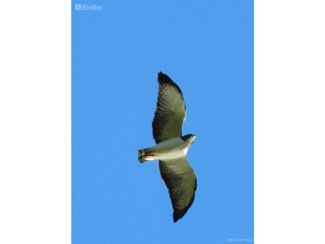 Buteo brachyurus