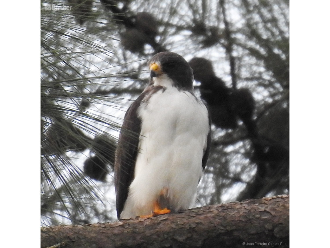 Buteo brachyurus