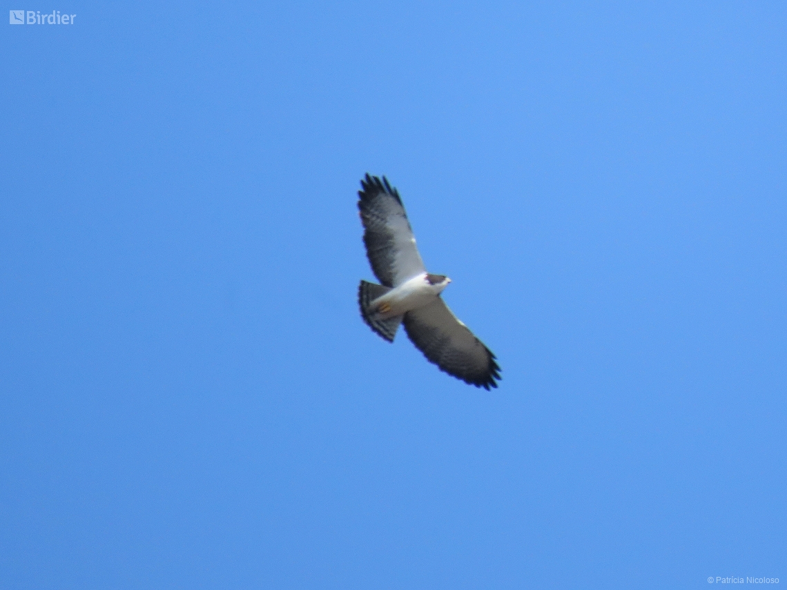Buteo brachyurus