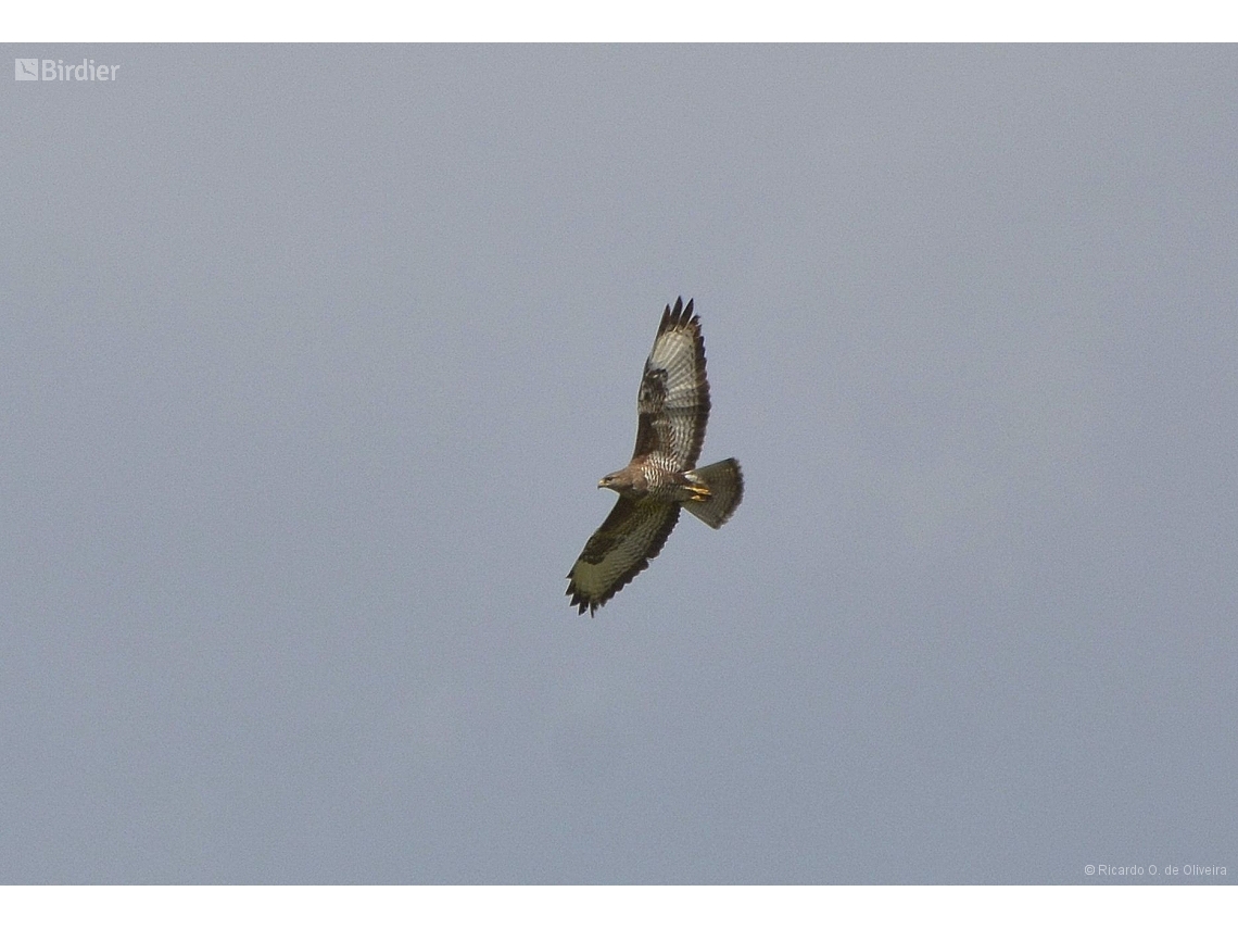 Buteo buteo