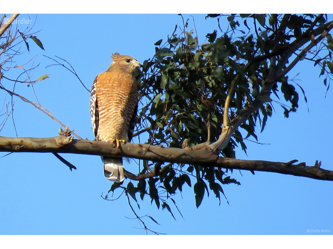 Buteo lineatus