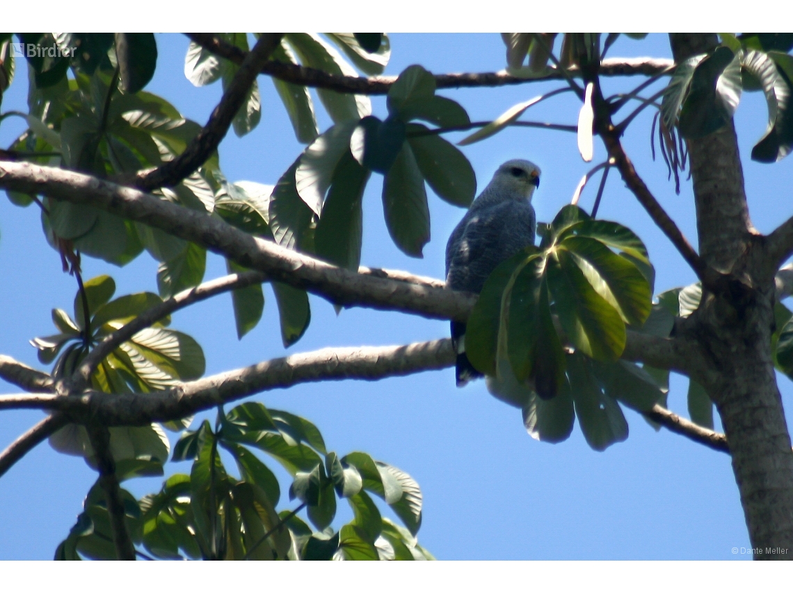 Buteo nitidus