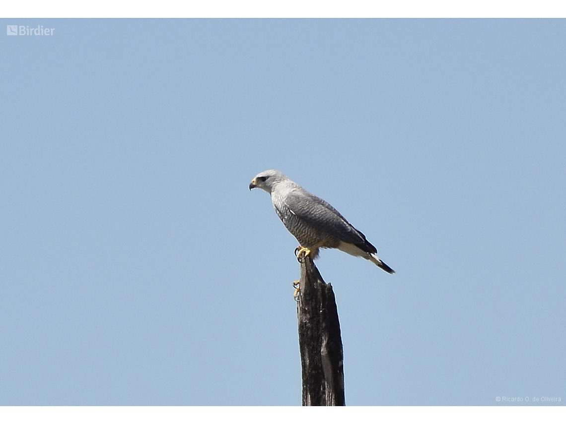 Buteo nitidus