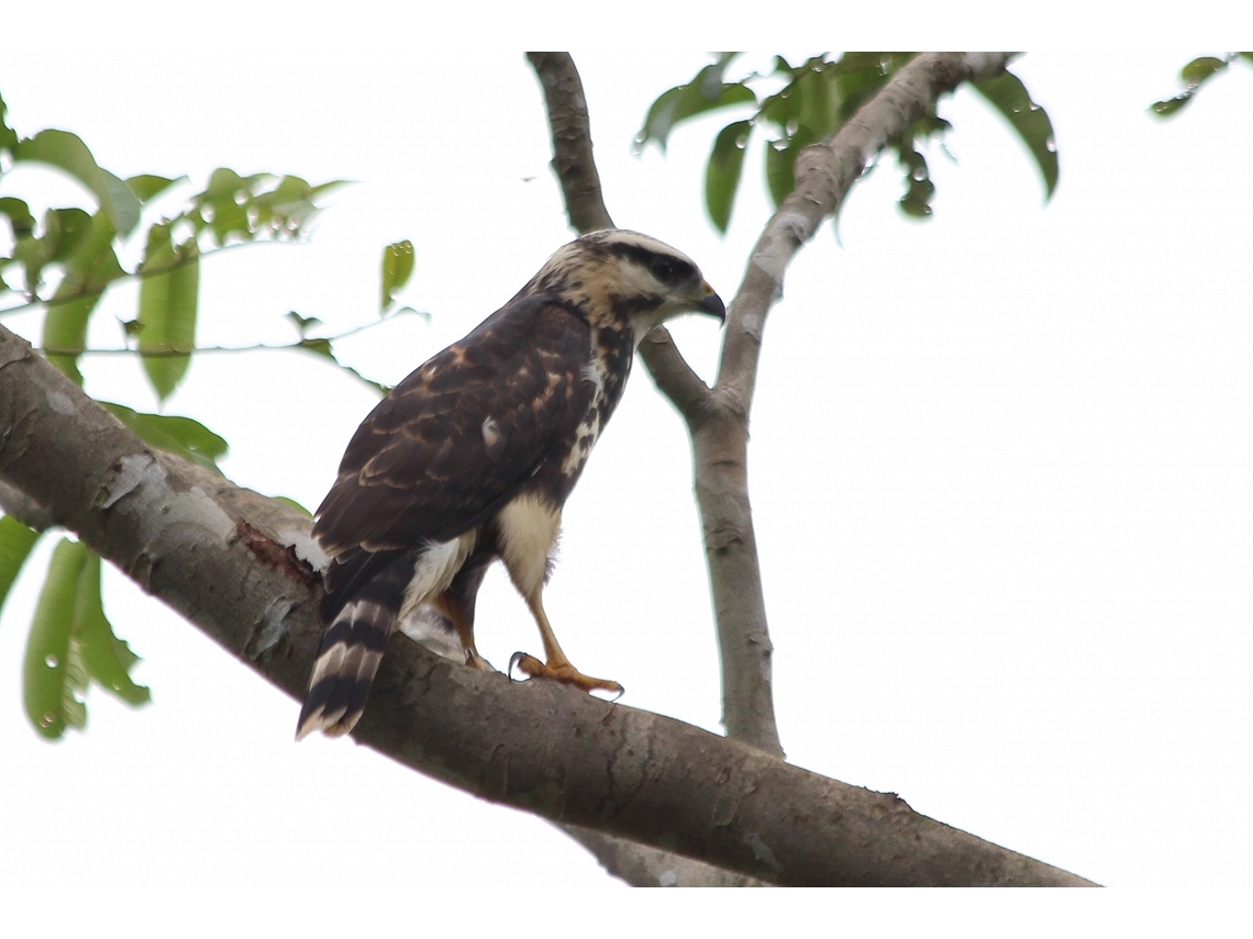 Buteo nitidus
