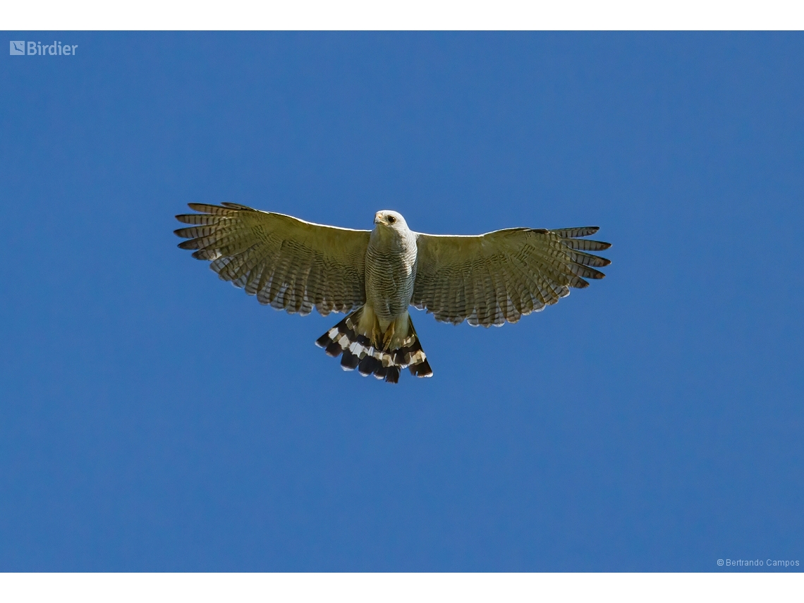 Buteo nitidus