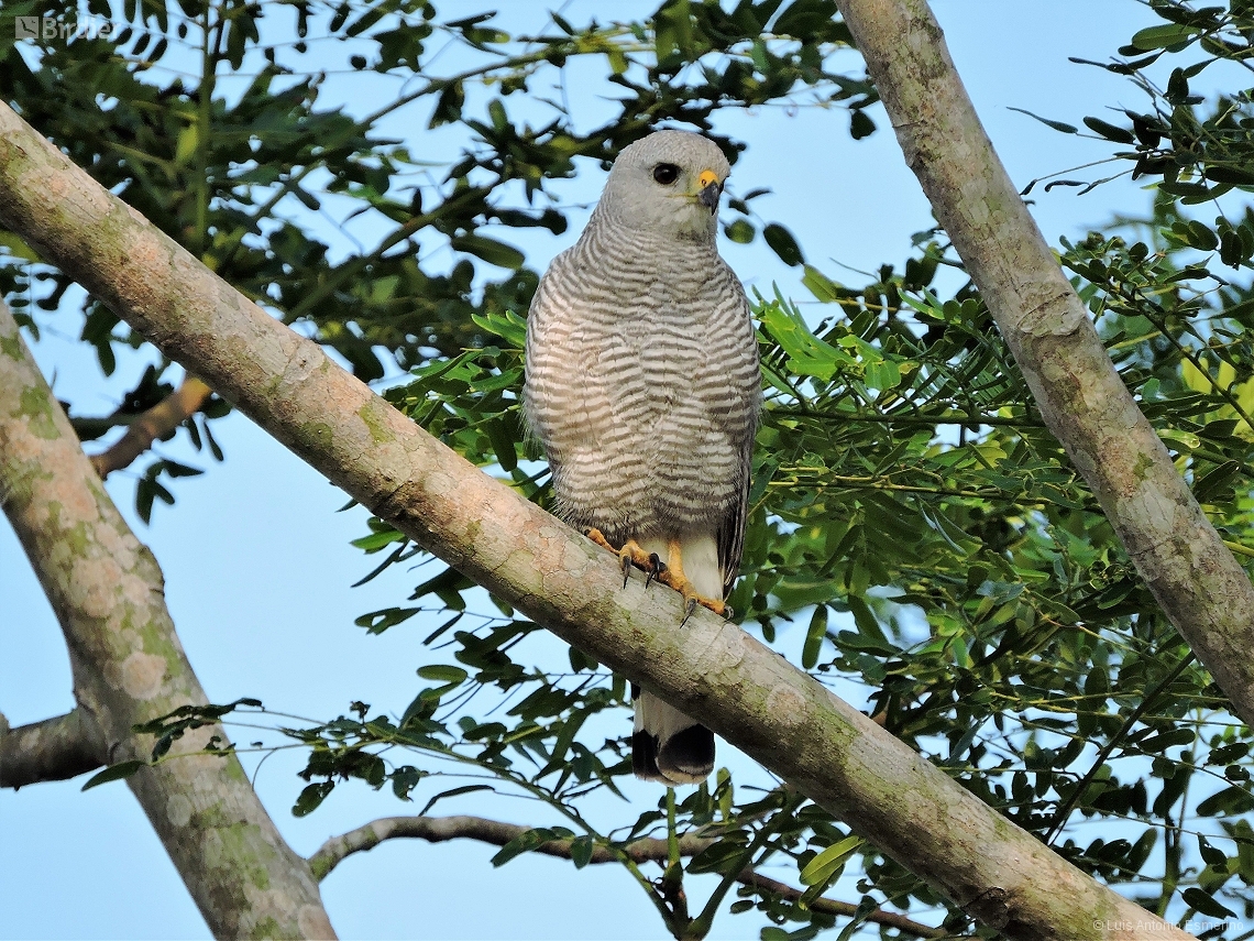 Buteo nitidus