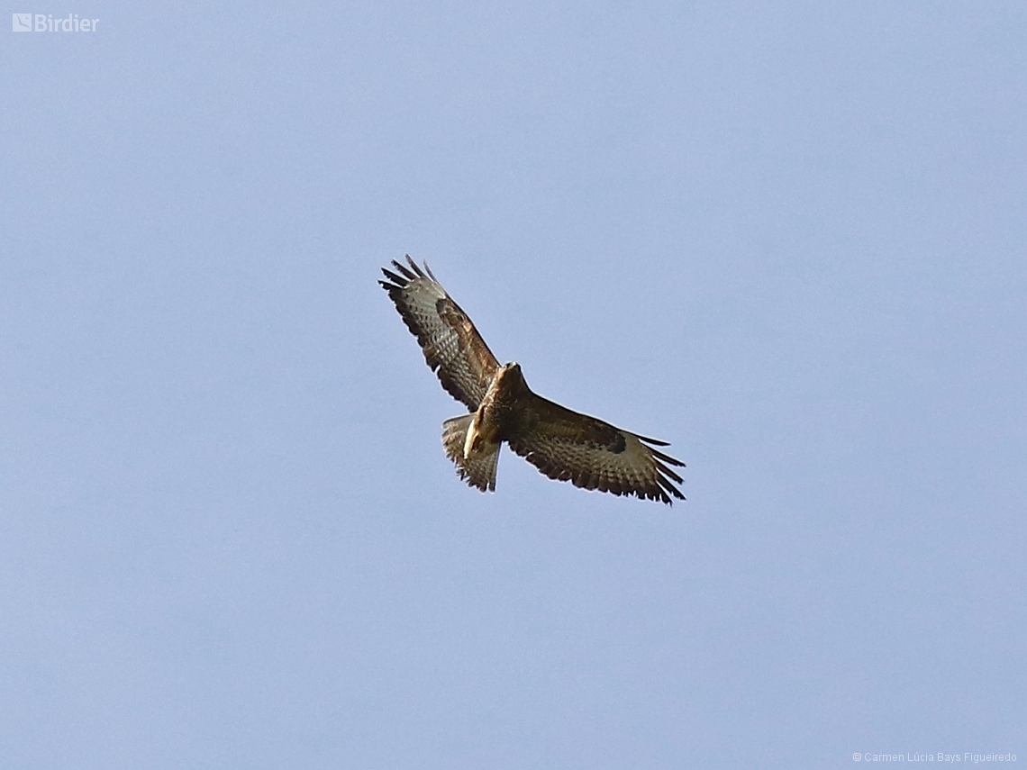 Buteo rufinus