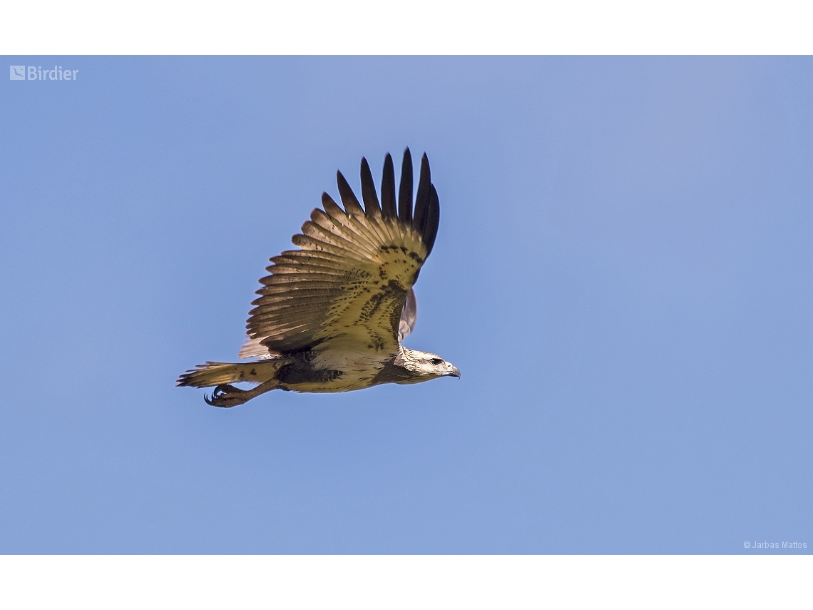 Buteogallus coronatus