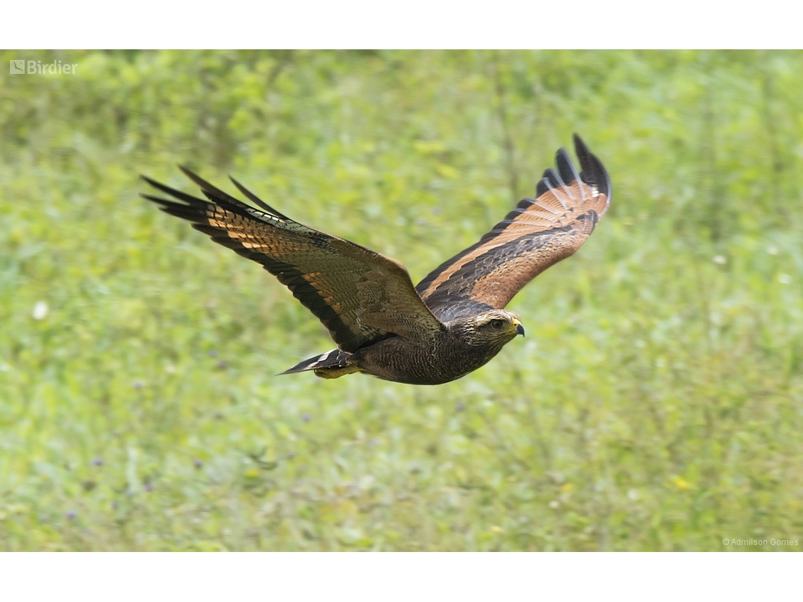 Buteogallus meridionalis
