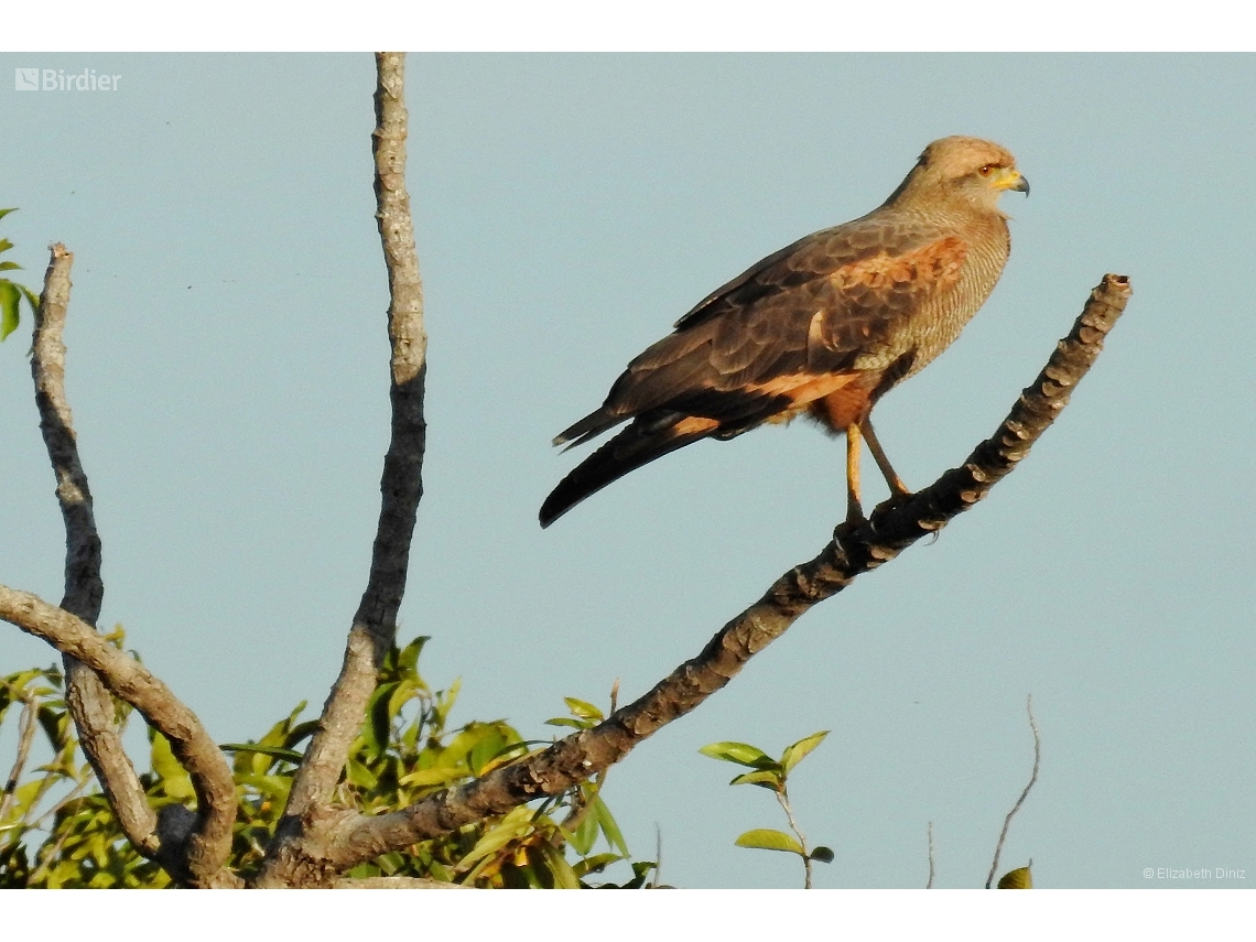 Buteogallus meridionalis