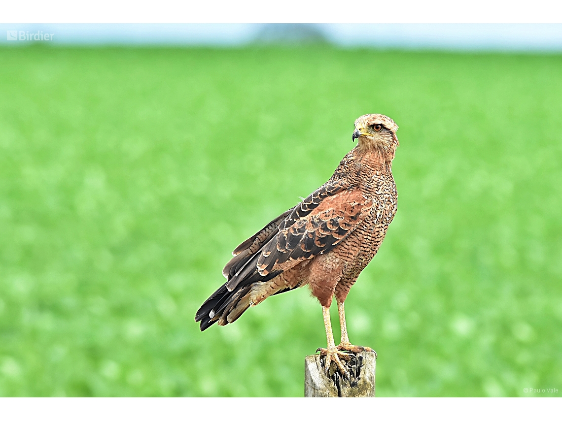 Buteogallus meridionalis