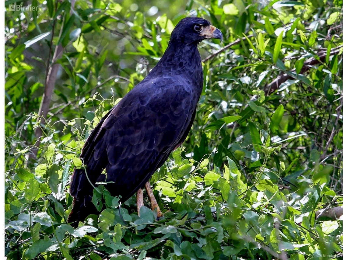 Buteogallus urubitinga
