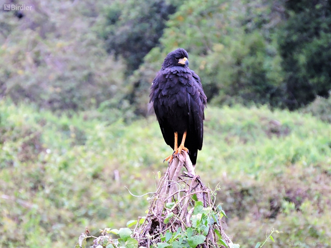 Buteogallus urubitinga