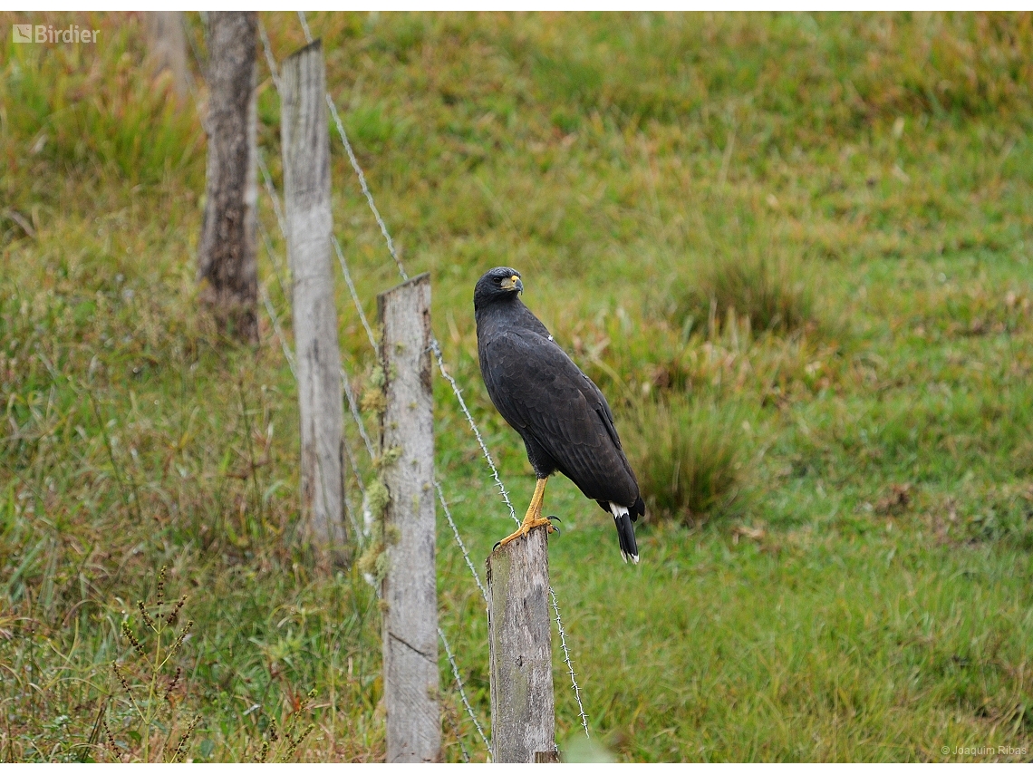 Buteogallus urubitinga