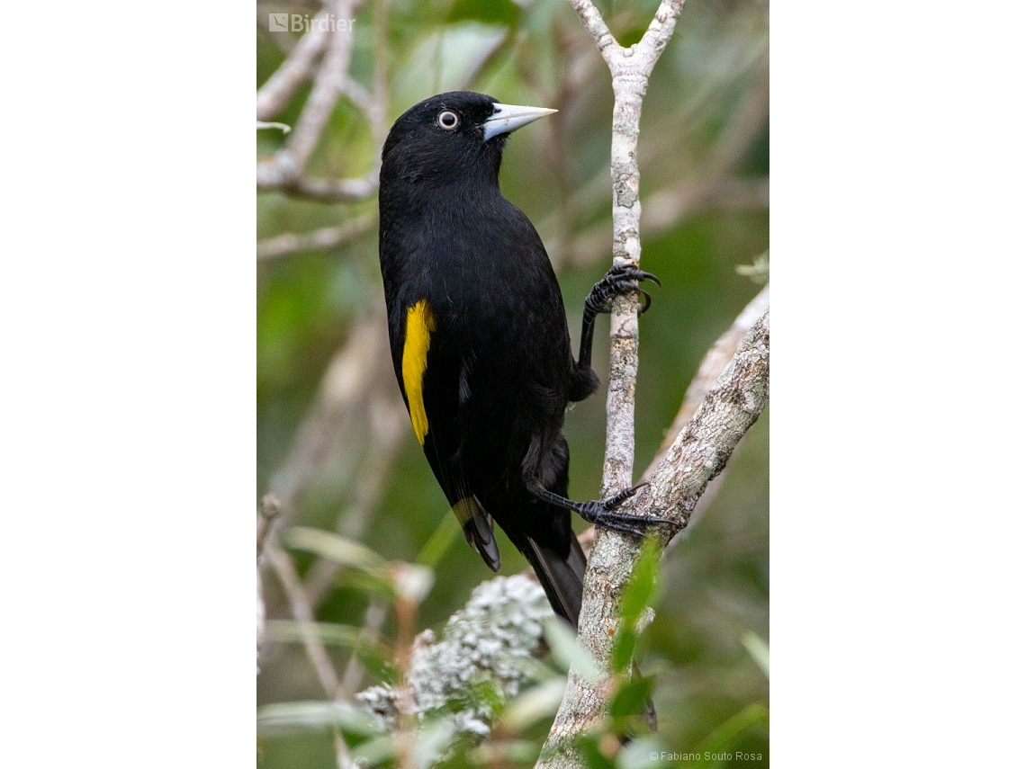 Cacicus chrysopterus