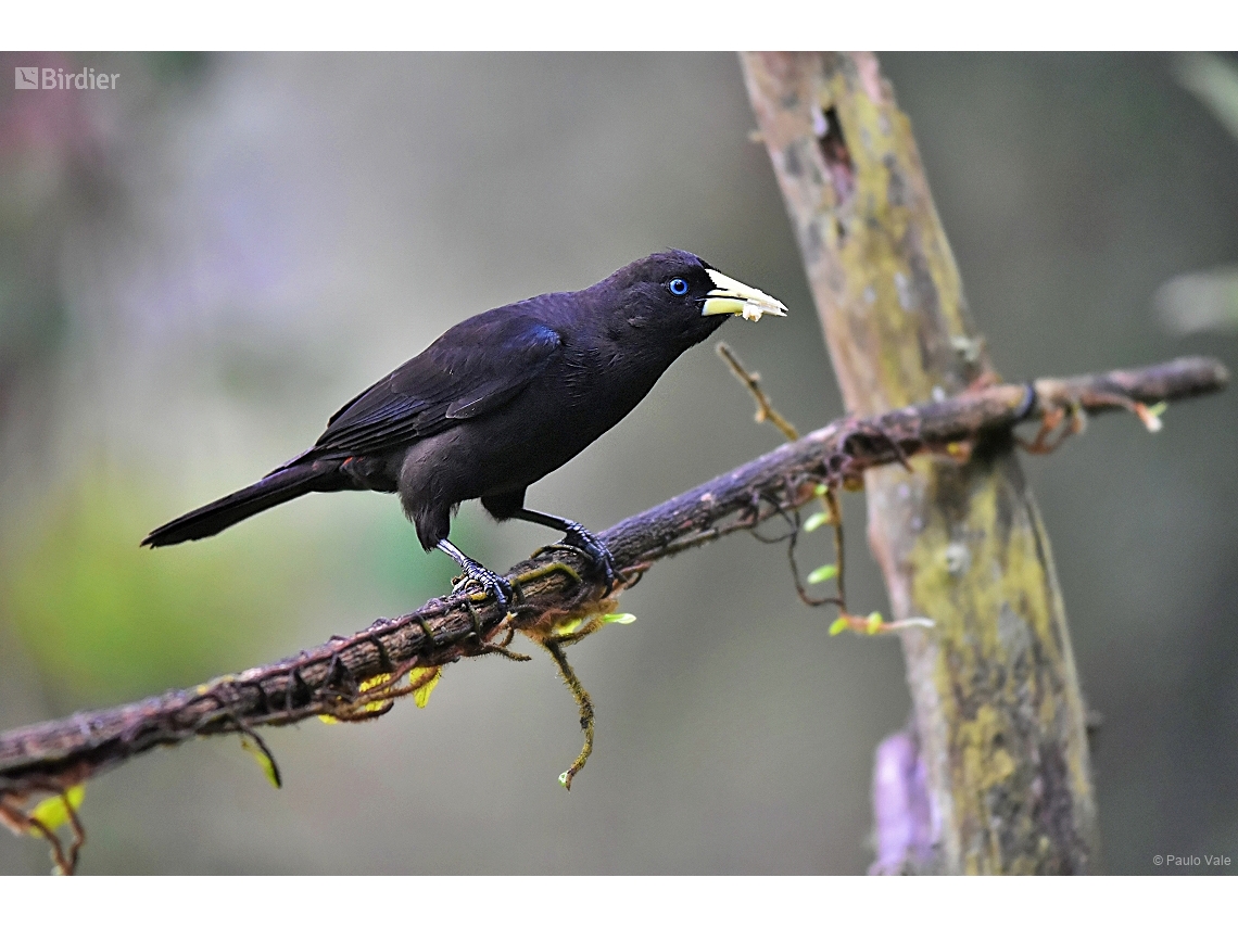 Cacicus haemorrhous