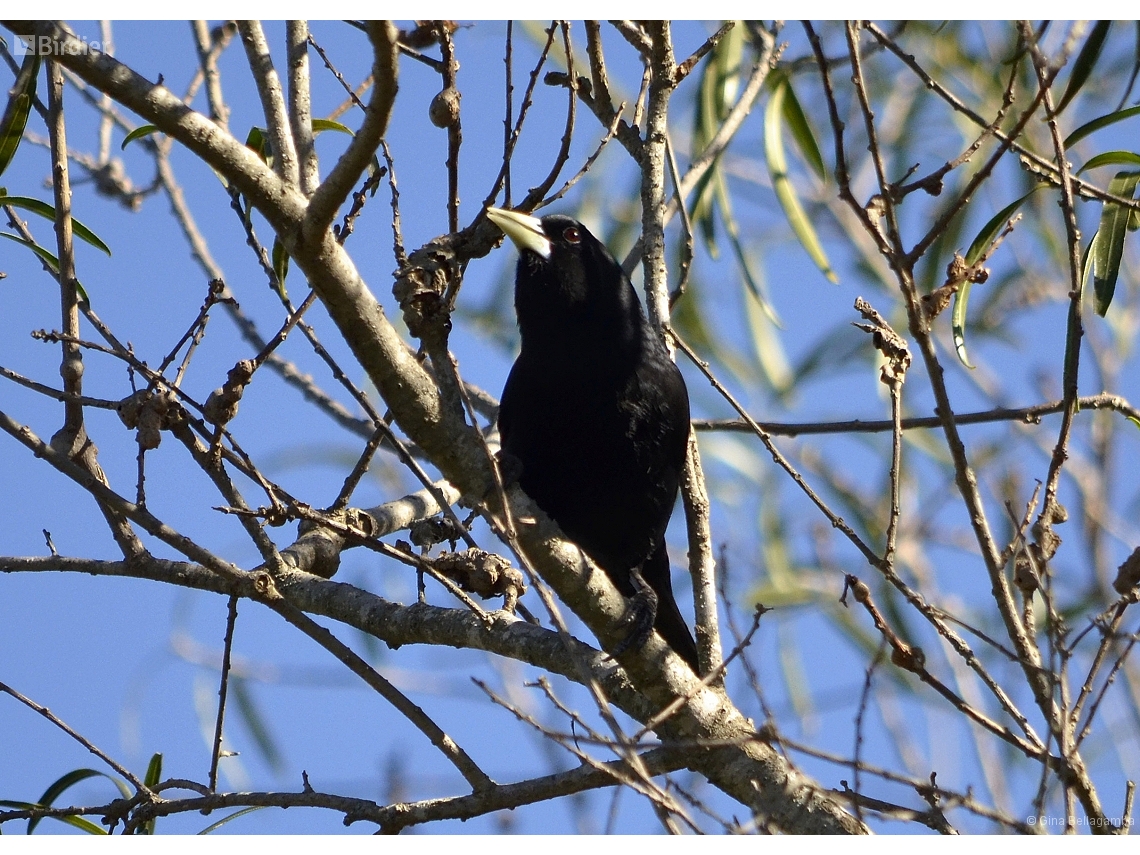 Cacicus solitarius