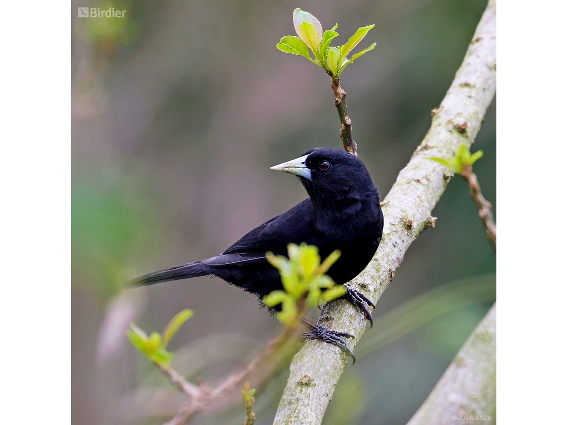 Cacicus solitarius
