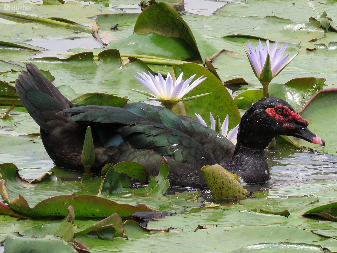 Cairina moschata