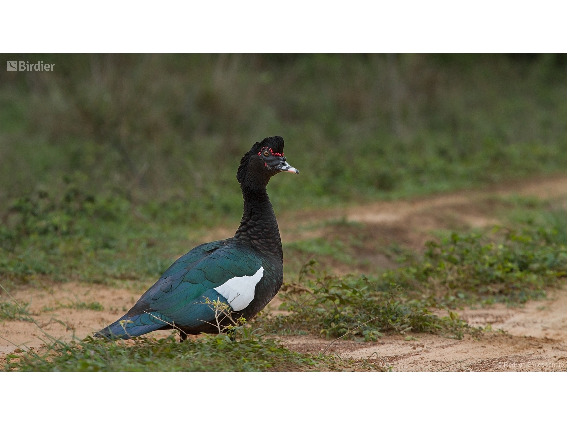 Cairina moschata