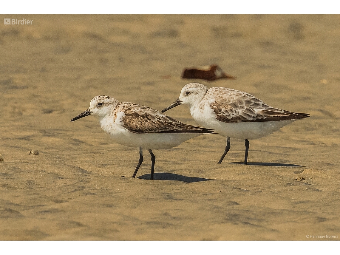 Calidris alba