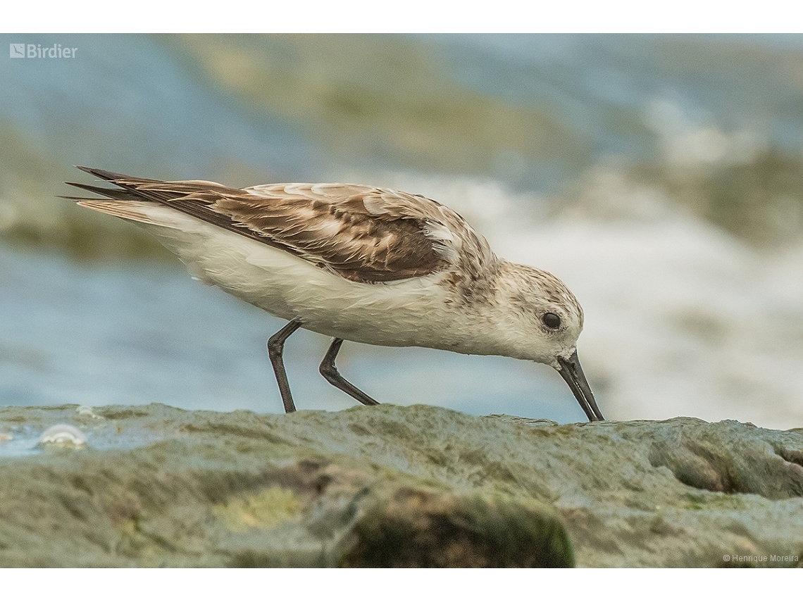 Calidris alba