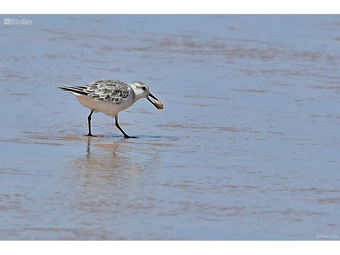 Calidris alba