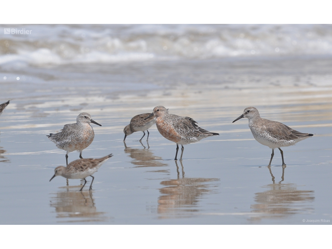 Calidris canutus