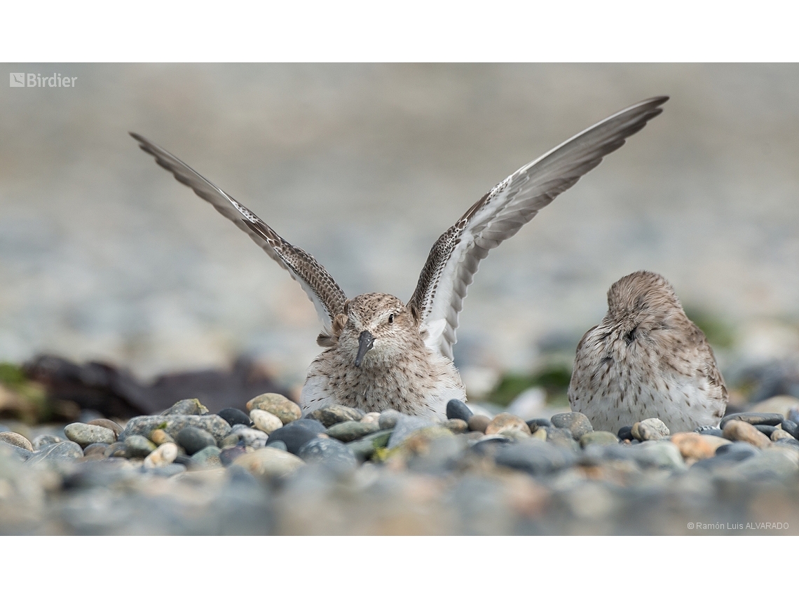 Calidris fuscicollis