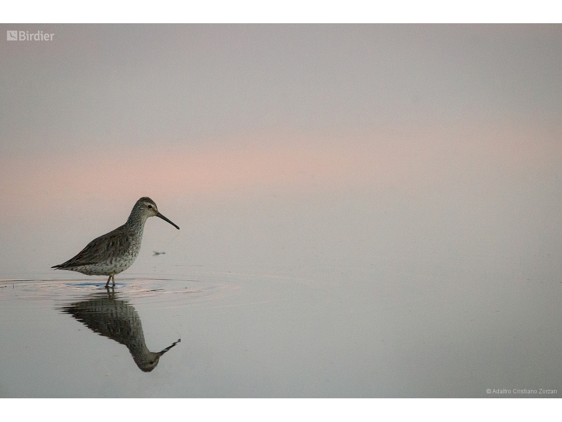 Calidris himantopus